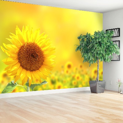 Wallpaper Yellow sunflowers