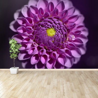 Wallpaper Dahlia pink