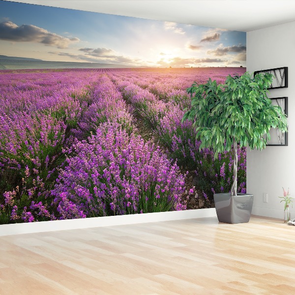 Wallpaper Lavender meadow