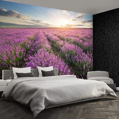 Wallpaper Lavender meadow