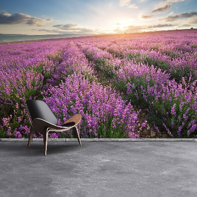 Wallpaper Lavender meadow