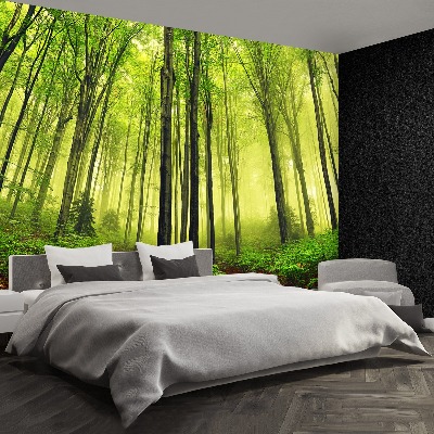 Wallpaper Fog forest