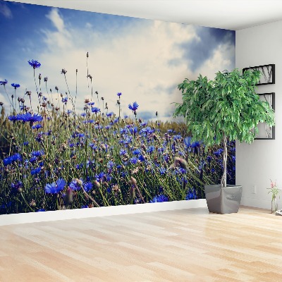 Wallpaper Cornflowers