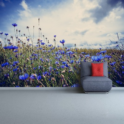 Wallpaper Cornflowers