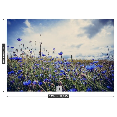 Wallpaper Cornflowers