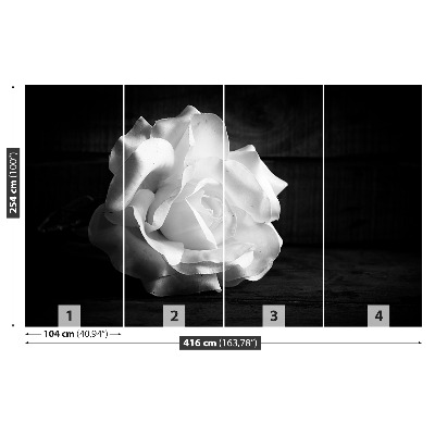 Wallpaper White rose