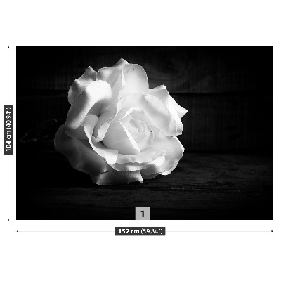 Wallpaper White rose