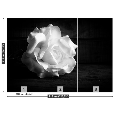 Wallpaper White rose