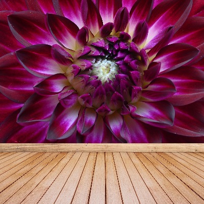 Wallpaper Aster purple