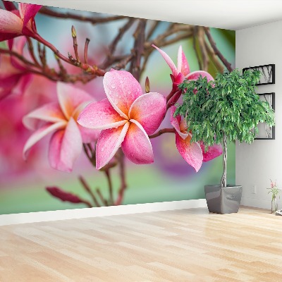 Wallpaper Frangipani pink