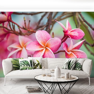 Wallpaper Frangipani pink