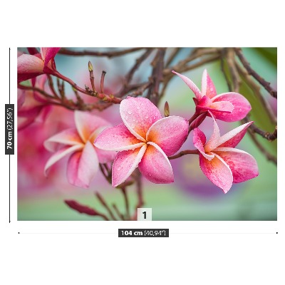 Wallpaper Frangipani pink