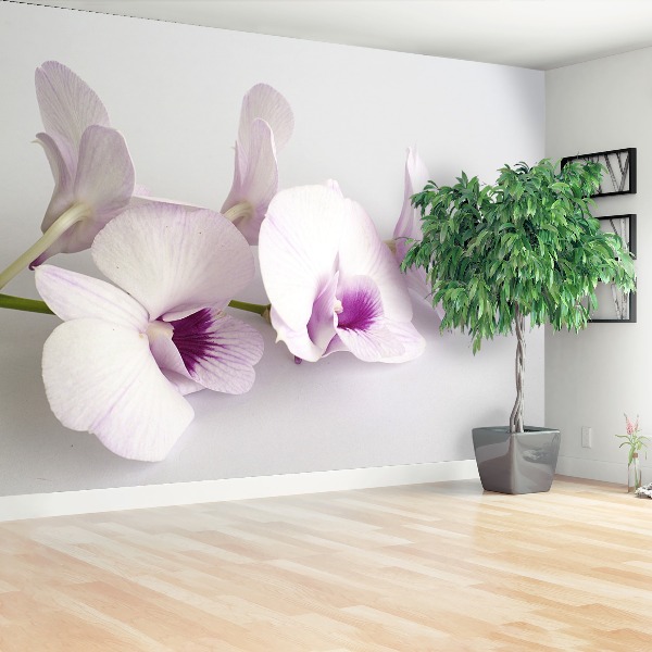 Wallpaper White orchids