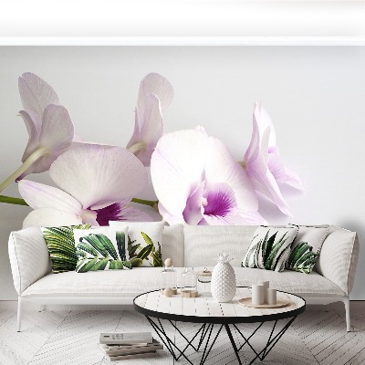 Wallpaper White orchids