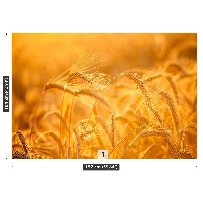 Wallpaper Wheat field