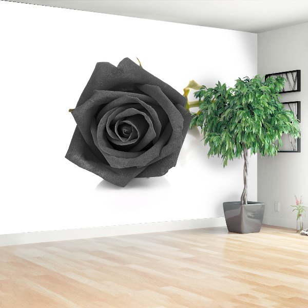 Wallpaper Black rose