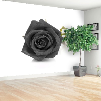 Wallpaper Black rose