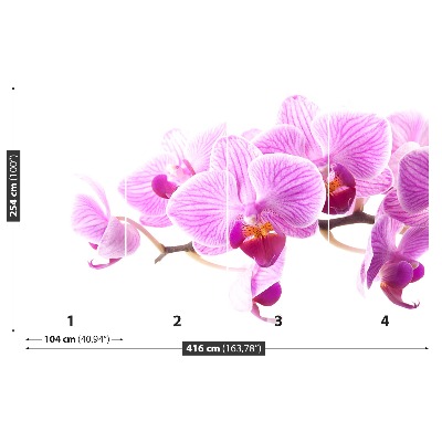 Wallpaper Pink orchid