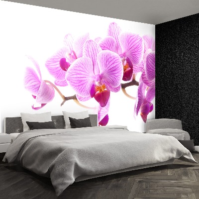 Wallpaper Pink orchid