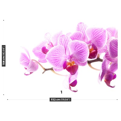 Wallpaper Pink orchid