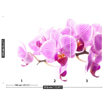 Wallpaper Pink orchid