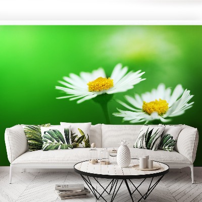 Wallpaper White daisies