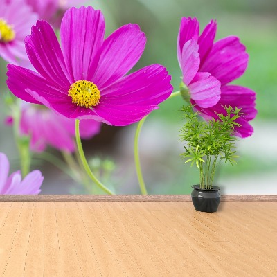 Wallpaper Cosmos flowers