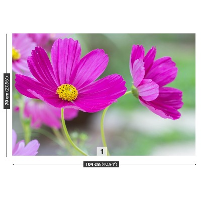 Wallpaper Cosmos flowers