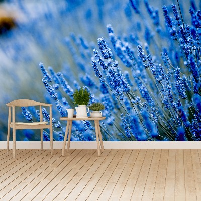 Wallpaper Lavender blue