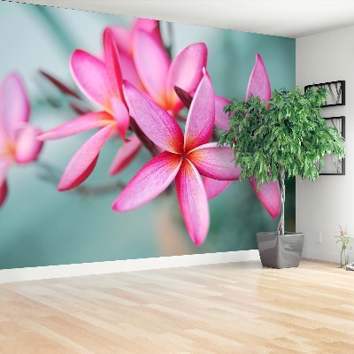 Wallpaper Pink plumeria