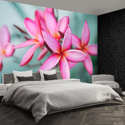 Wallpaper Pink plumeria