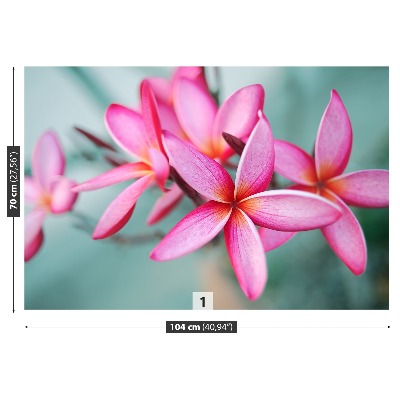 Wallpaper Pink plumeria