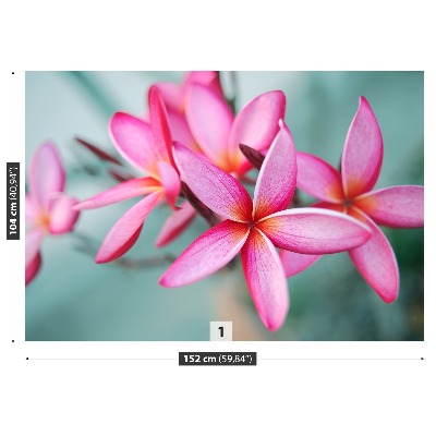 Wallpaper Pink plumeria