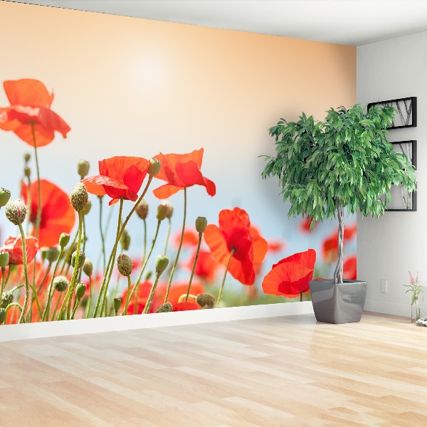 Wallpaper Poppies flowers