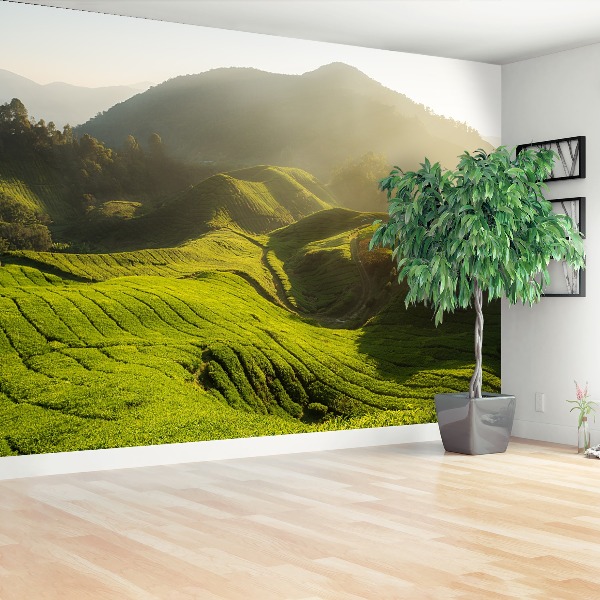 Wallpaper Tea plantation