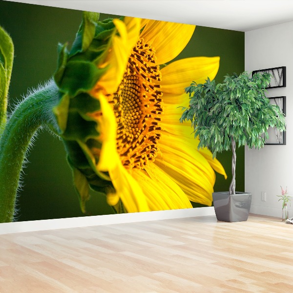 Wallpaper Sunflower