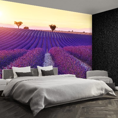 Wallpaper Lavender fields