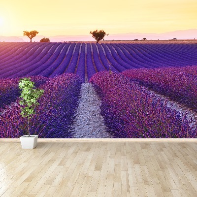 Wallpaper Lavender fields