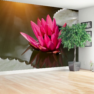 Wallpaper Water lily pink