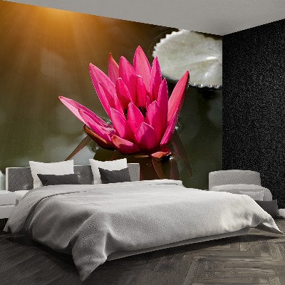 Wallpaper Water lily pink