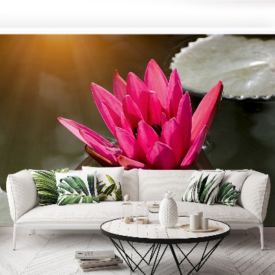 Wallpaper Water lily pink