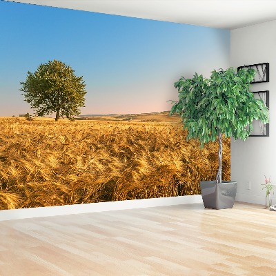 Wallpaper A field of cereal