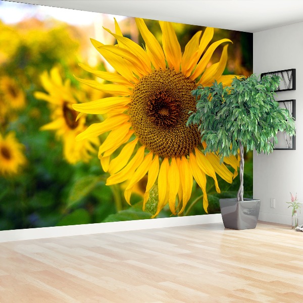 Wallpaper Sunflowers yellow