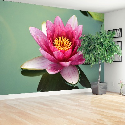 Wallpaper Lotus flower