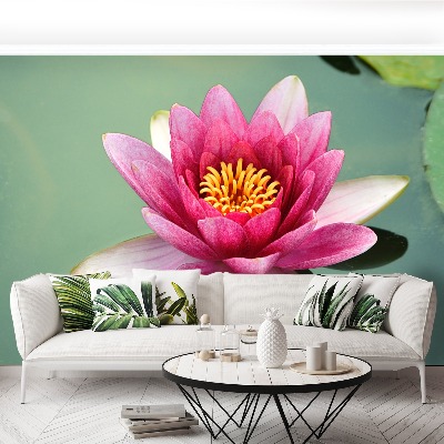 Wallpaper Lotus flower