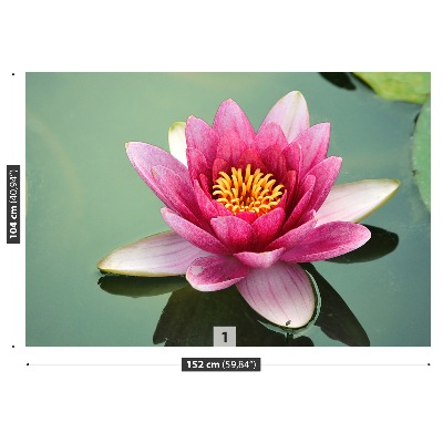 Wallpaper Lotus flower