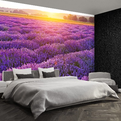 Wallpaper Lavender field