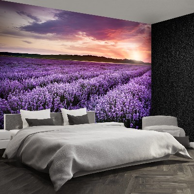 Wallpaper Lavender field