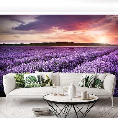 Wallpaper Lavender field