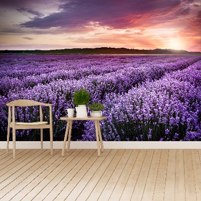 Wallpaper Lavender field